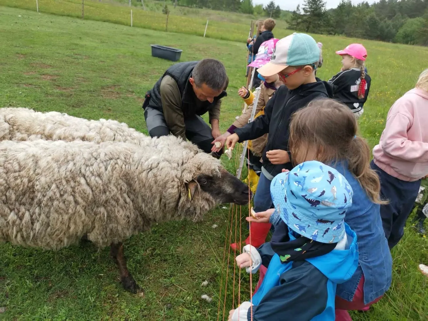 Vaikai prie aptvaro šeria juodgalvę avį, šalia pritūpęs ūkininkas