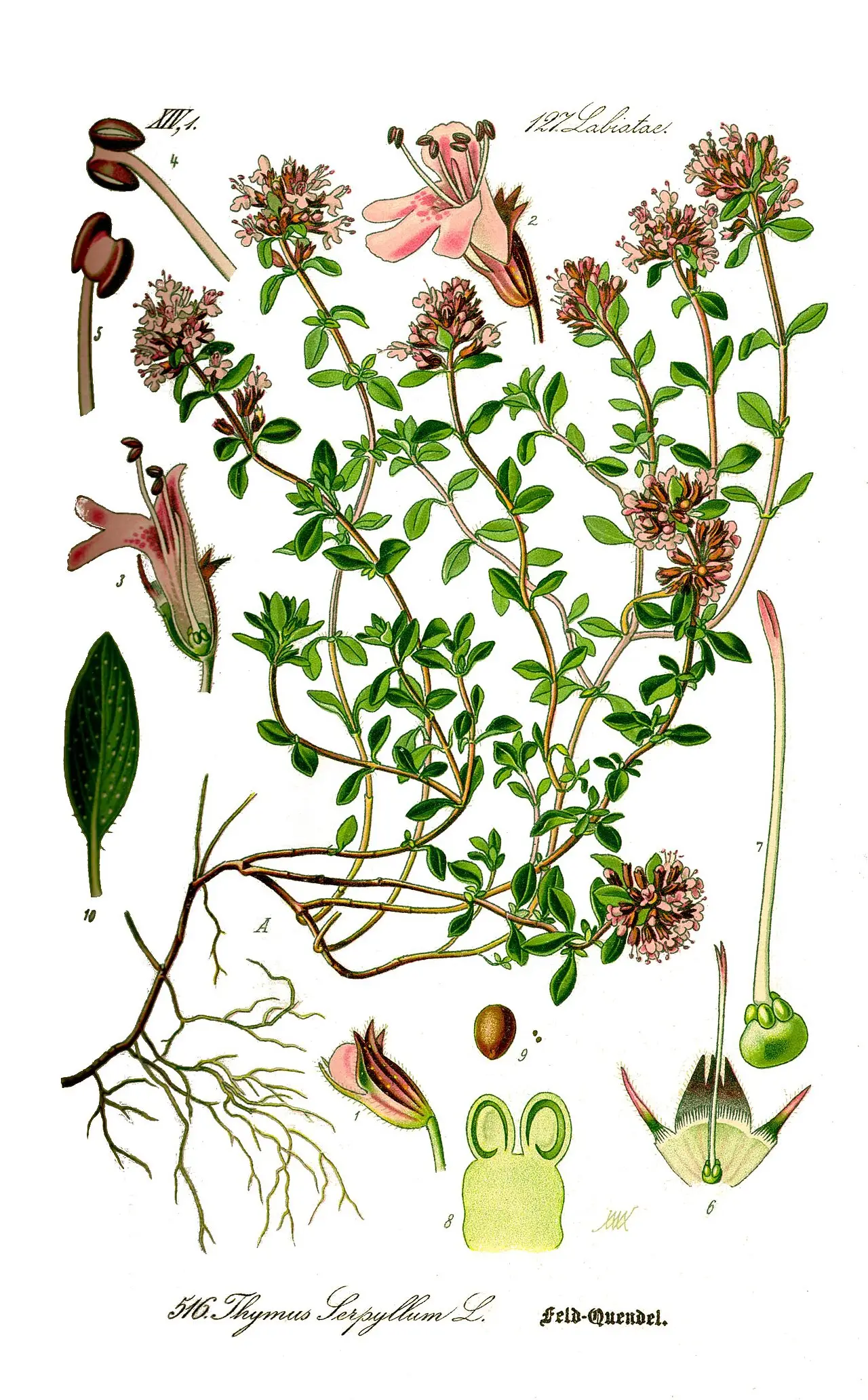 Botaninis čiobrelio piešinys su žiedais