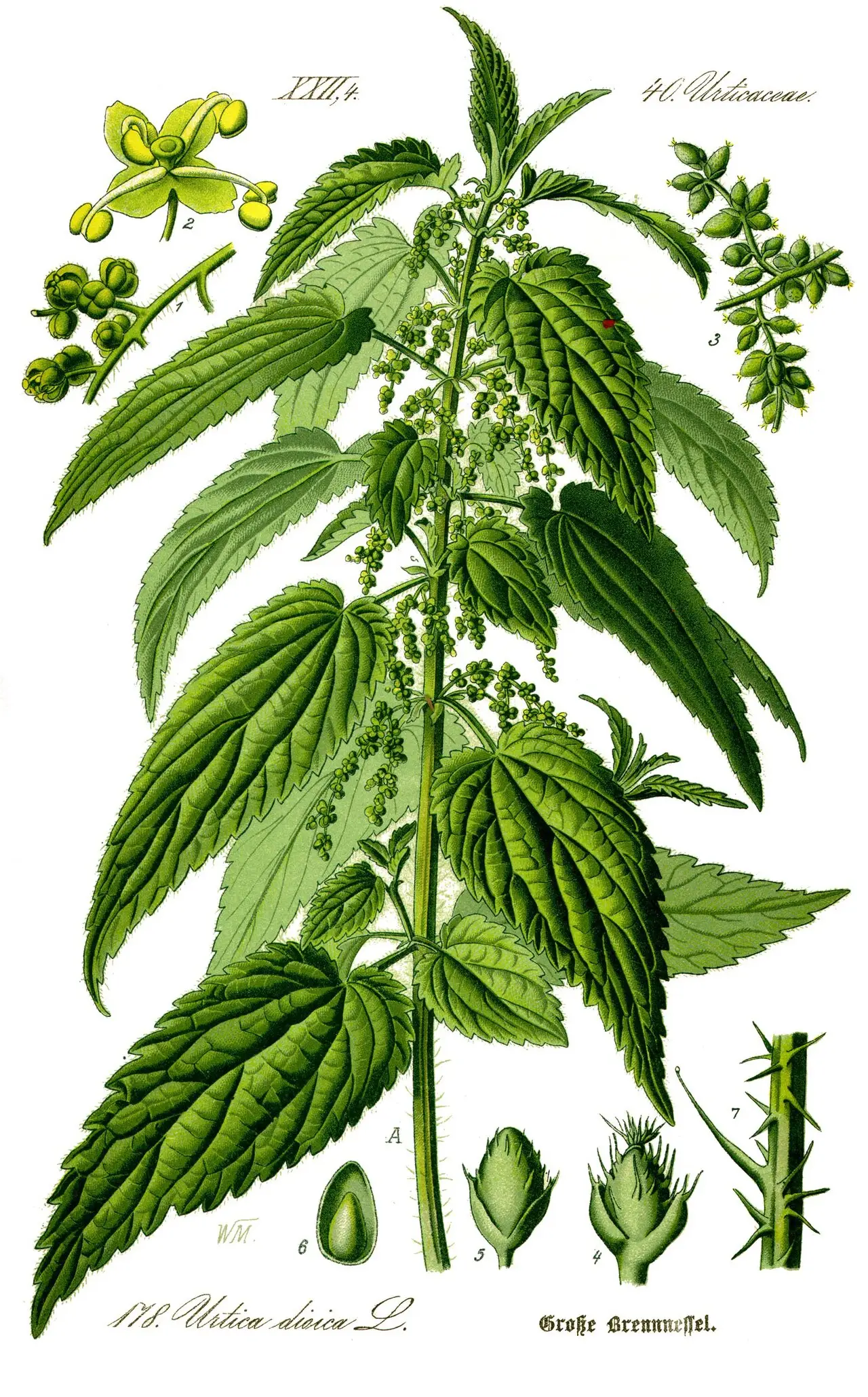 Botaninis dilgėlės piešinys
