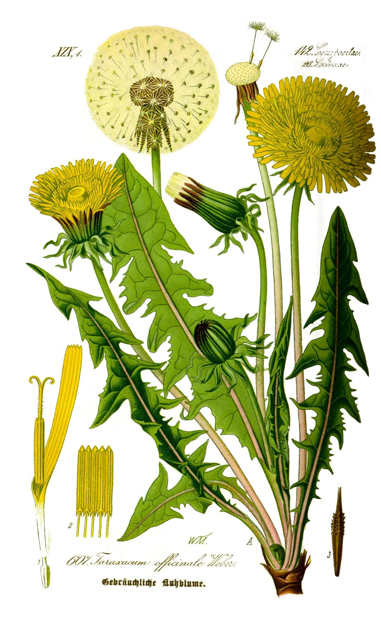 Botaninis kiaulpienės piešinys