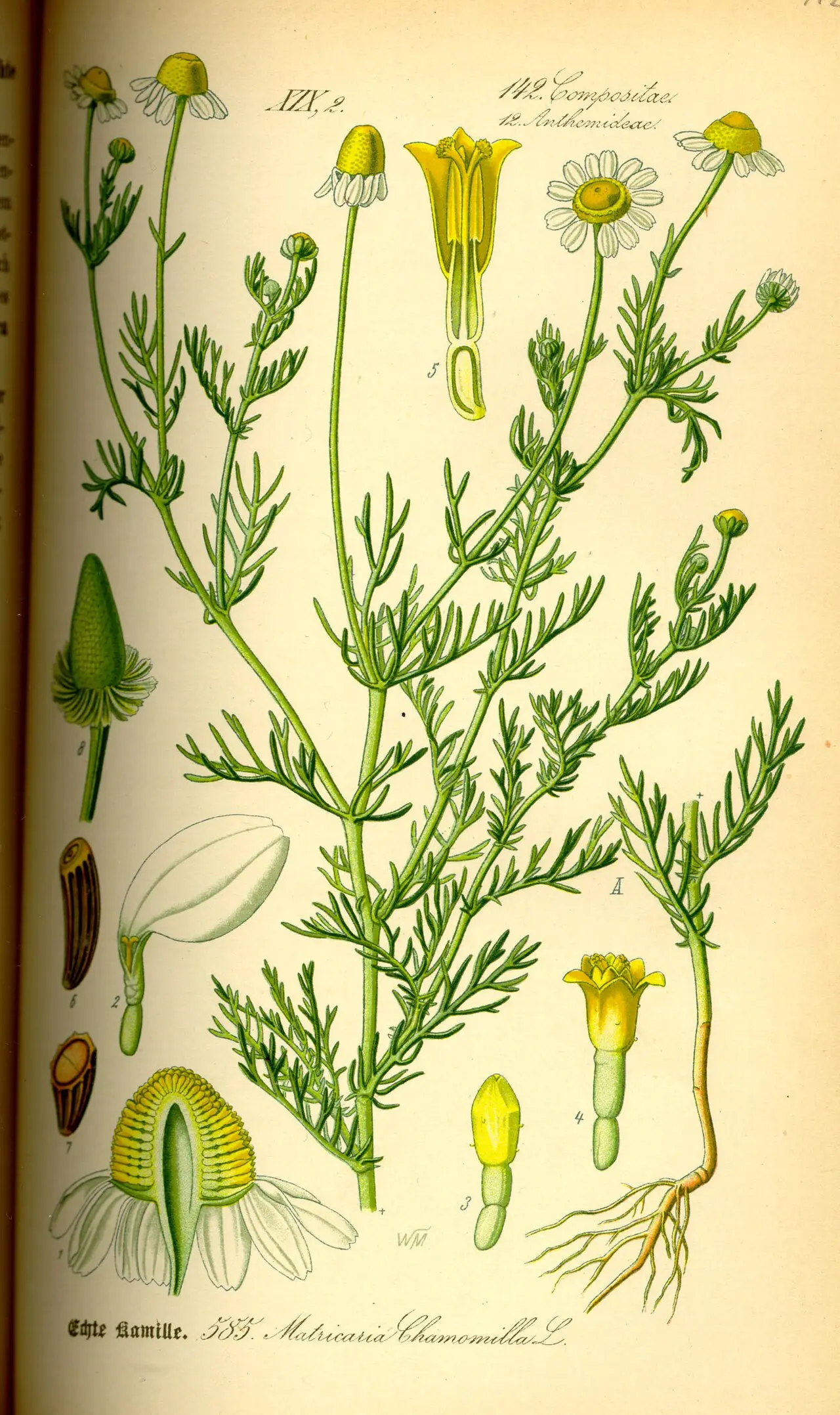 Botaninis vaistinės ramunėlės piešinys