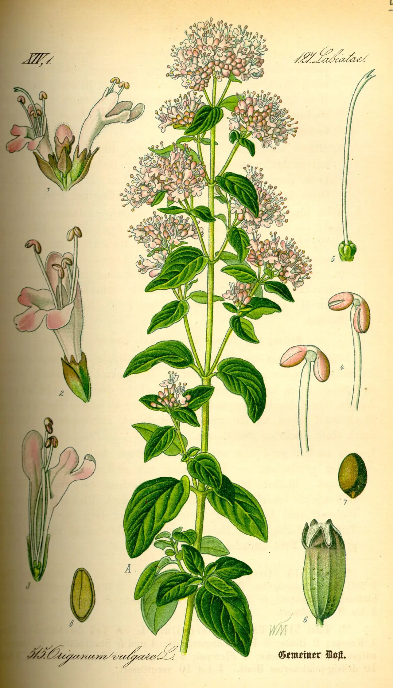 Botaninis raudonėlio piešinys su žiedynais