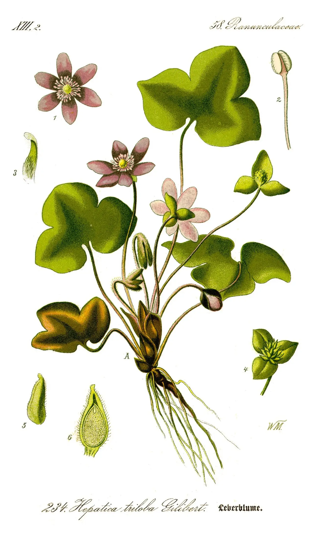 Botaninis žibutės piešinys: žiedai, lapai ir šaknys